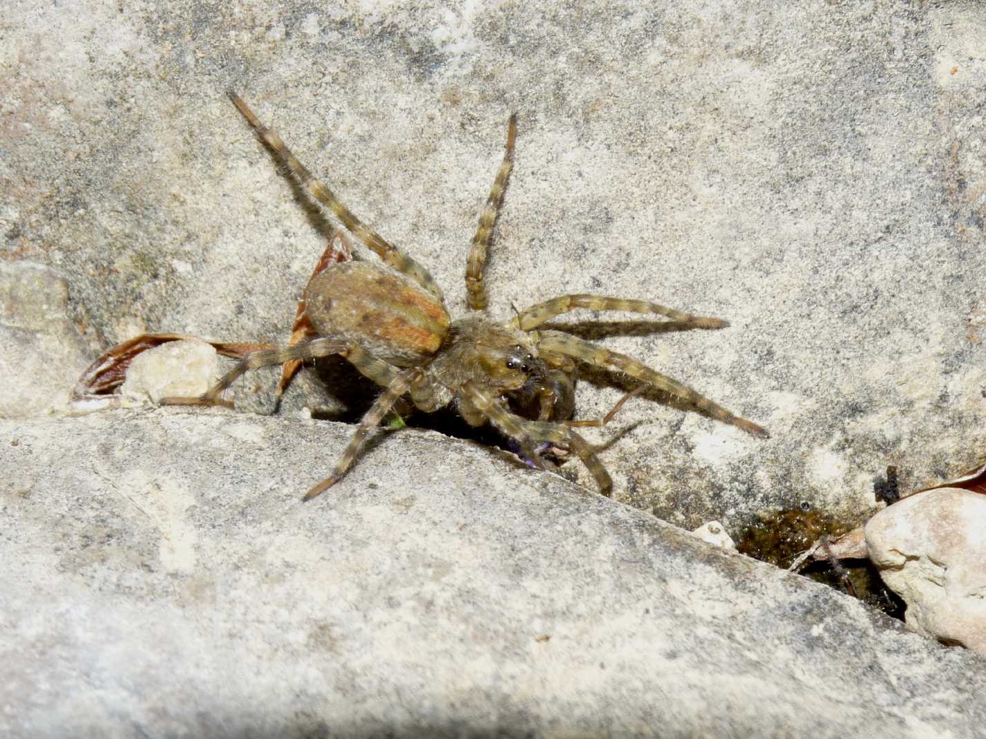 Arctosa similis - Tolfa (RM)